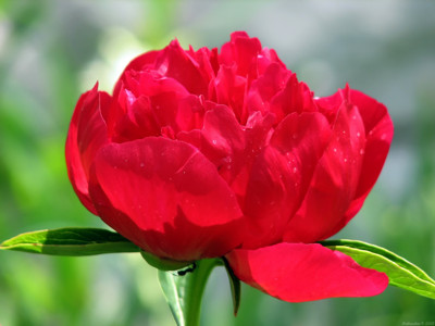 Click here to view at full resolution.