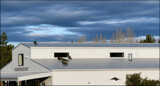 Up On The Roof by LynEve, photography->birds gallery