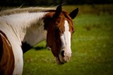 Looking at you by avedeloff, photography->animals gallery