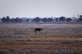 Wild Pony 2 by avedeloff, Photography->Animals gallery