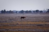 Wild Pony 2 by avedeloff, Photography->Animals gallery