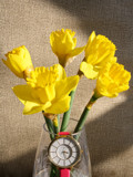 Spring Forward!!! by jerseygurl, photography->flowers gallery