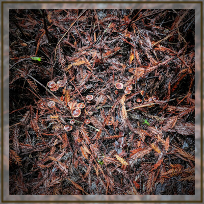 Click here to view at full resolution.