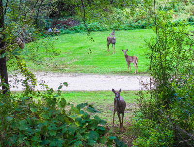 Click here to view at full resolution.