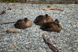 The Mallard Girls Take A Nap by LynEve, photography->birds gallery