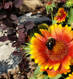 Mexican Blanket, Bayberry, and Bee by Pistos, photography->flowers gallery