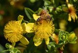 Honey Maker by rahto, photography->insects/spiders gallery