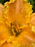 Frilly Lilly by tigger3, photography->flowers gallery