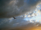 flying sunset by gaeljet2, Photography->Birds gallery