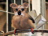 Birdschnauzer by Junglegeorge, Photography->Manipulation gallery