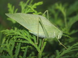 Leaf On Leaf by ghostrider2112, photography->insects/spiders gallery