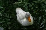 ripples by gaeljet2, Photography->Birds gallery