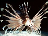 Lionfish by Texan1968, photography->underwater gallery