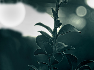 Click here to view at full resolution.