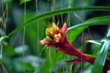 some kind of flower by shilo51, Photography->Flowers gallery