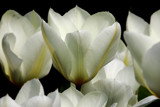 White tulips by Paul_Gerritsen, Photography->Flowers gallery