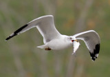 Catch Of The day by rahto, Photography->Birds gallery