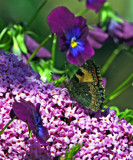 Small tortoiseshell wings folded by biffobear, photography->butterflies gallery