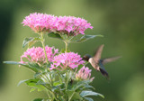 Hummers and blooms 1 by egggray, Photography->Birds gallery