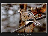 Mourning Dove 2 by gerryp, Photography->Birds gallery