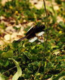 Now Just Hold Still by vangoughs, photography->insects/spiders gallery
