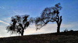 Tree's by Flmngseabass, photography->landscape gallery