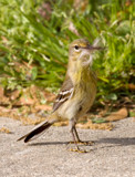 Bearded Pine Warbler by PatAndre, Photography->Birds gallery