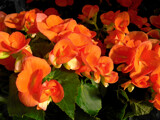 Early Morning Begonias by trixxie17, photography->flowers gallery