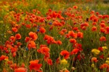 Summer memories. by toetsie, photography->flowers gallery Summer memories. by toetsie, photography->flowers gallery