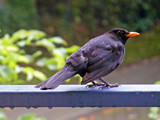 Blackbird by Ramad, photography->birds gallery