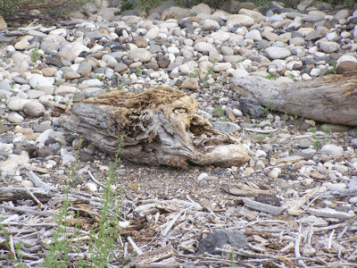 Click here to view at full resolution.