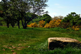 A walk round the Willows by biffobear, photography->landscape gallery