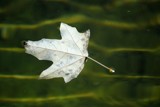 Leaf afloat by elektronist, photography->nature gallery