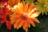 Nice n Bright by jerseygurl, photography->flowers gallery