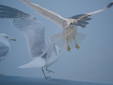 Return Flight by Thunder_snow, Photography->Birds gallery