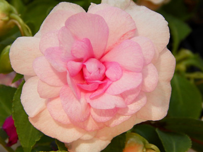 Click here to view at full resolution.