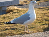 Got lotion? My legs are a bit dry... by UmmmJen, Photography->Birds gallery