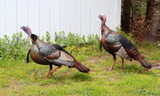 Turkeys by Tomeast, photography->birds gallery