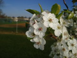 Park Tree Flowers by Muffinchinoboistyle, Photography->Flowers gallery