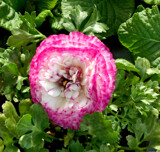 Spring Ranuncula by trixxie17, photography->flowers gallery