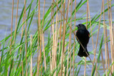 In The Reeds by kidder, Photography->Birds gallery