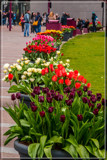 Amsterdam Tulip Festival 05 by corngrowth, photography->flowers gallery