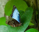 Two Butterflies In One  by PatAndre, Photography->Butterflies gallery