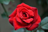 Red rose-2 by sahadk, photography->flowers gallery