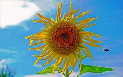 Click here to view at full resolution.