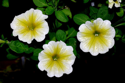 Click here to view at full resolution.
