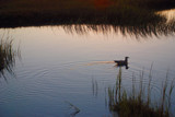 seagull in a quiet marsh by solita17, Photography->Birds gallery