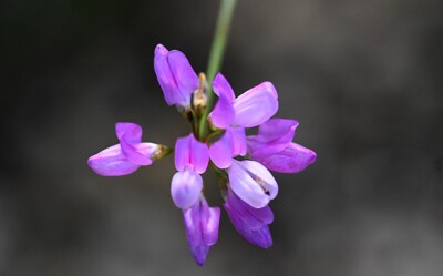 Click here to view at full resolution.