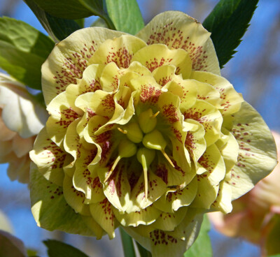 Click here to view at full resolution.