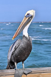 Oscar by SR21, Photography->Birds gallery